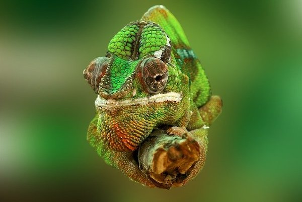 chameleon-eye