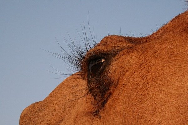camel-eyelash-eye