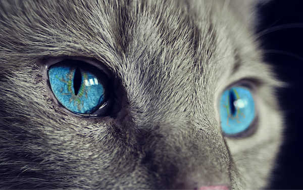 cat-eye-blue