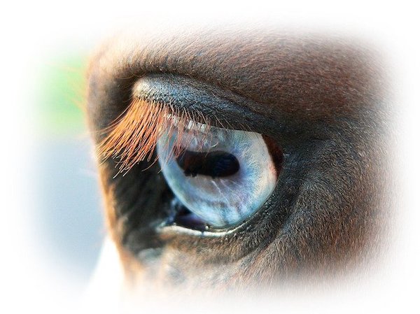 eye-pupil-horse