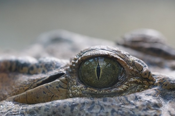 crocodile-eyes