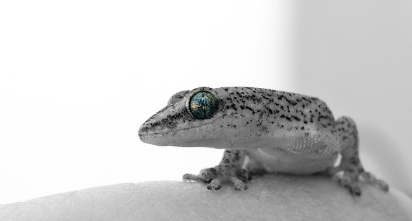 gecko eyes