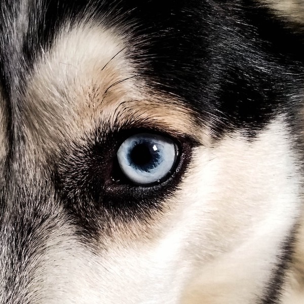 husky-eyes