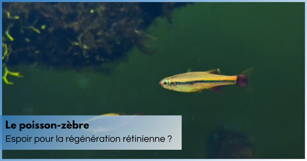 zebrafish-retina-regeneration
